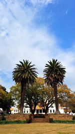 Palm trees against sky