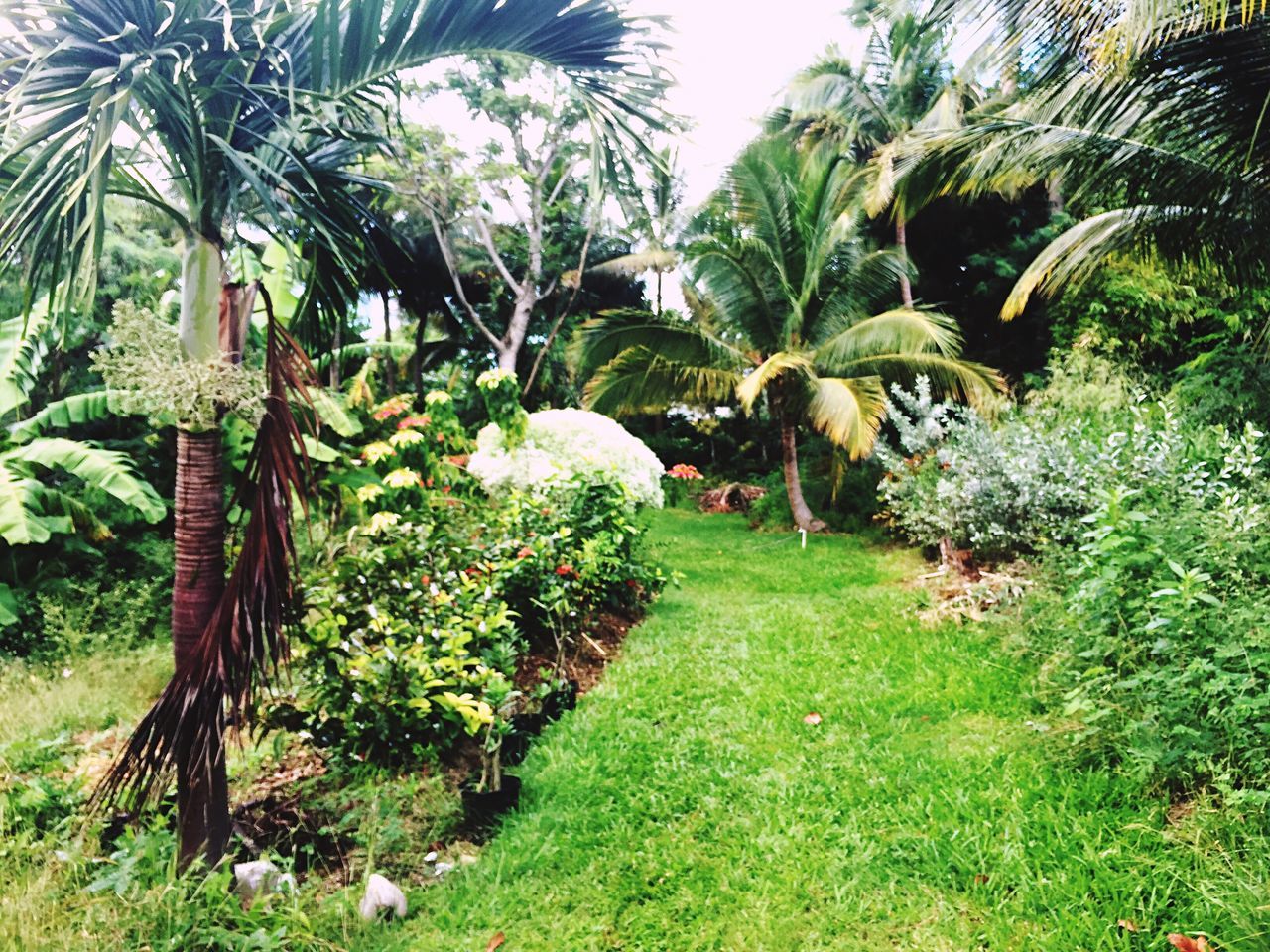 growth, green color, nature, tree, palm tree, plant, no people, beauty in nature, leaf, outdoors, day, agriculture, close-up, freshness, greenhouse