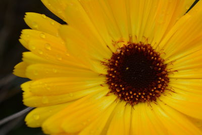 Close-up of yellow flower blooming outdoors