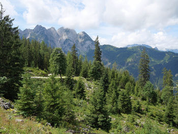 Pine trees in forest against sky