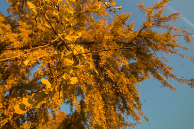 Low angle view of yellow tree against sky