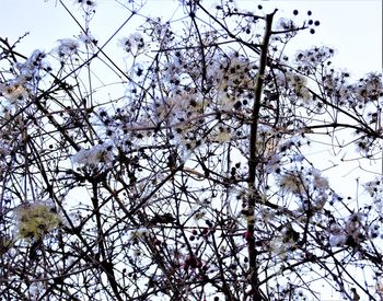 Low angle view of flower tree against sky