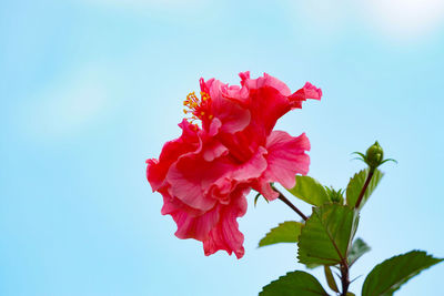 Close-up of pink hibiscus flower