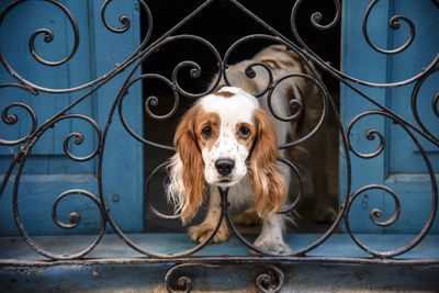 Portrait of dog standing against metal gate