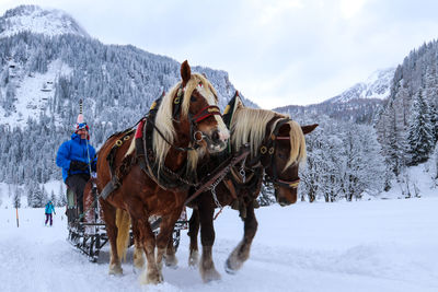 Panoramic view of people riding horse on snow