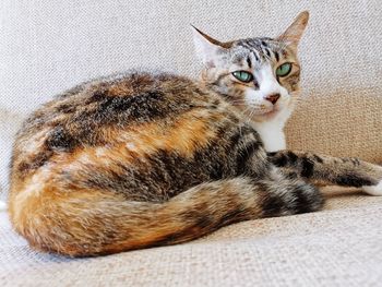 Portrait of a cat
