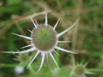 Close-up of dandelion flower on field