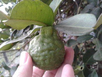 Close-up of hand holding fruit