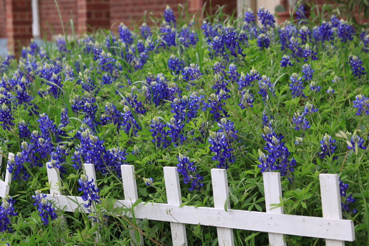 CLOSE-UP OF PURPLE FLOWERING PLANTS