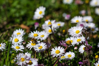 Close-up of white daisy flowers