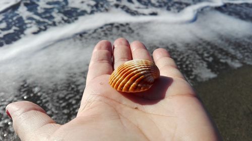 Close-up of person holding shell