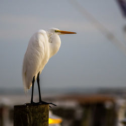 Bird perching on wooden post