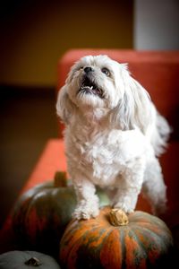 Shih tzu dog