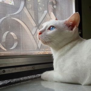 Close-up of cat sitting near window