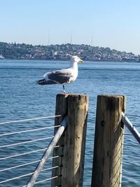 Seagull perching on wooden post in sea against clear sky
