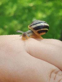 Close-up of hand holding butterfly