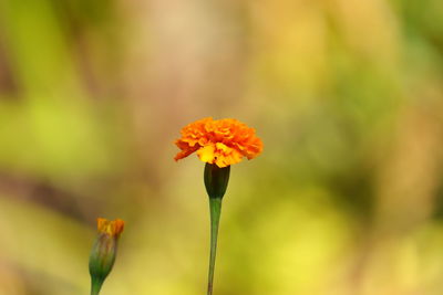 A marigold flower blossoming in nature with selective focus points background