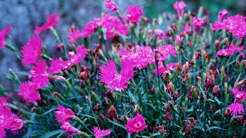 Close-up of pink flowering plants