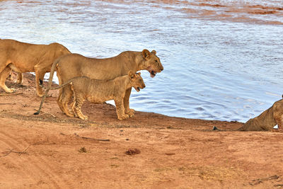 Pride of lions with cubs