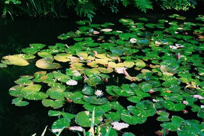 High angle view of water lily in lake