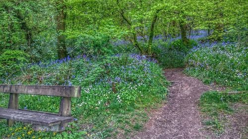 Footpath in park