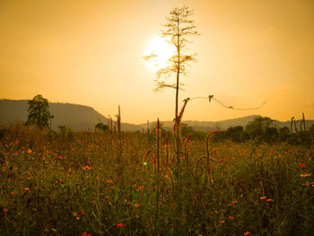 Scenic view of grassy field against sky during sunset