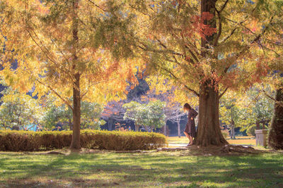 Trees in park during autumn