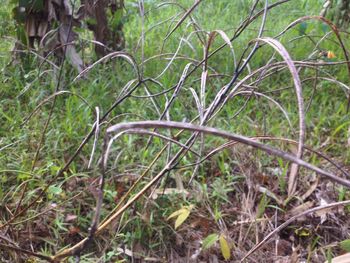 Close-up of plants growing in forest