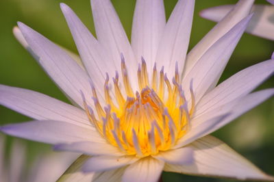 Close-up of fresh yellow flower