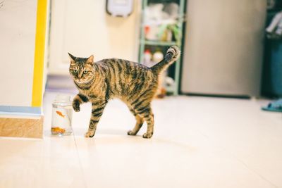 Cat playing with fish on the floor at home