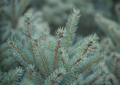 Close-up of pine tree during winter