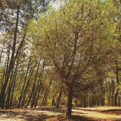 Trees in forest