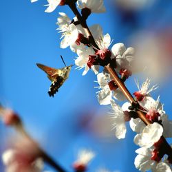 Low angle view of cherry blossoms in spring