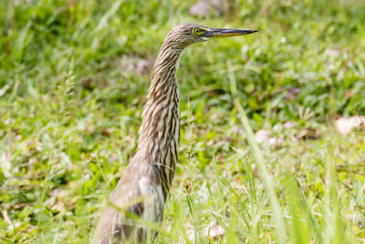 Close-up of a bird