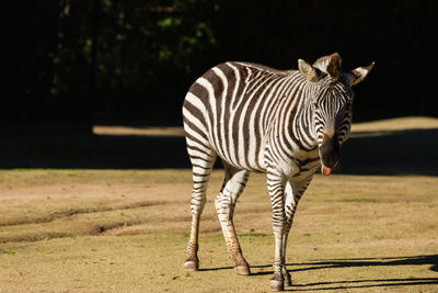 Zebras standing outdoors