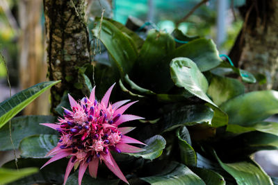 Close-up of pink flowering plant