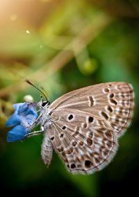 Jewel blues butterfly