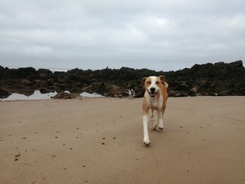 Portrait of dog on beach