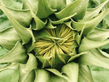 Full frame shot of flowering plant