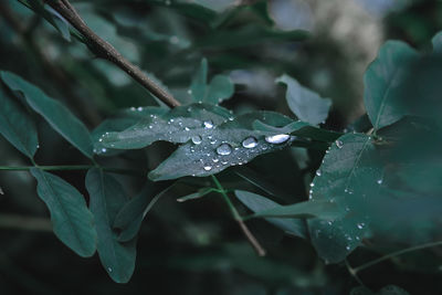 Close-up of wet plant leaves during rainy season