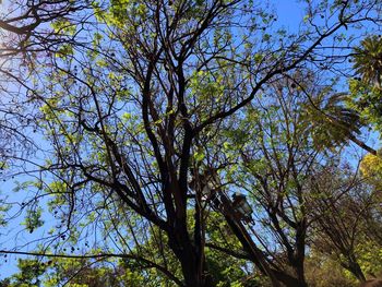 Low angle view of tree against sky