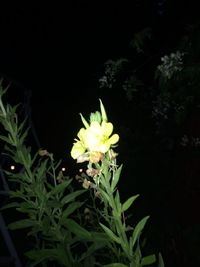 Close-up of yellow flowers blooming at night