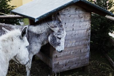 Close-up of dog in barn