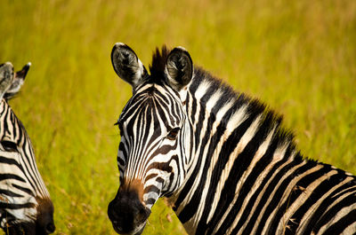 View of two zebras