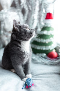 A beautiful and cute cat sitting on the windowsill near the window decorated with christmas toys