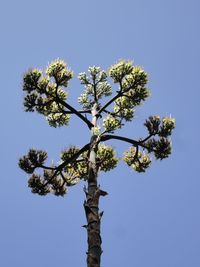 Low angle view of trees against blue sky