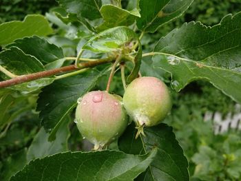 Close-up of apple growing on plant