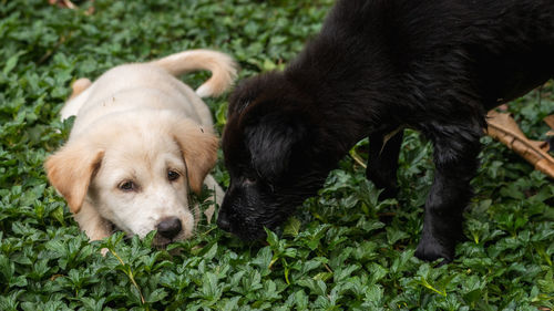 A light brown and black puppy together