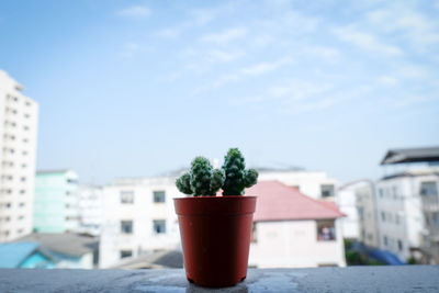 Close-up of potted plant on table against building in city