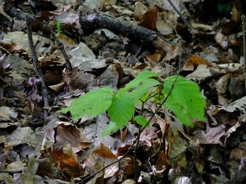 Close-up of leaves on ground